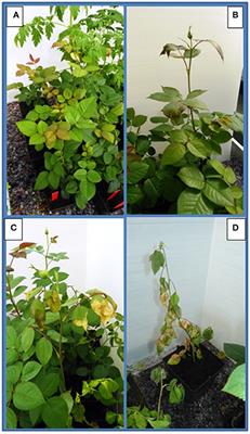 Assessing the Pathogenic Ability of Ralstonia pseudosolanacearum (Ralstonia solanacearum Phylotype I) from Ornamental Rosa spp. Plants